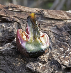 Gymnopilus thiersii