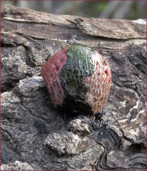 Gymnopilus thiersii