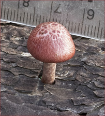 Gymnopilus thiersii
