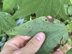 Liriomyza schmidti