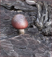 Gymnopilus thiersii