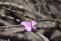 Thysanotus manglesianus