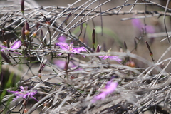 Thysanotus manglesianus