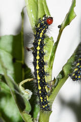 Gnophaela discreta