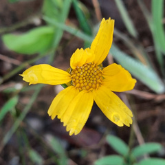 Calea multiplinervia