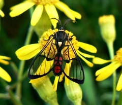 Argyroeides sanguinea