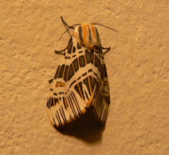 Isia alcumena