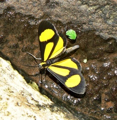 Cyllopoda bipuncta