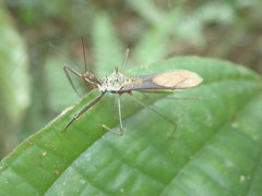 Heza leucothorax
