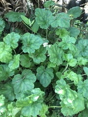 Heuchera pilosissima