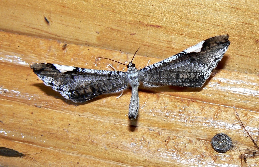 Macrosoma hedylaria