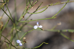 Comesperma scoparium