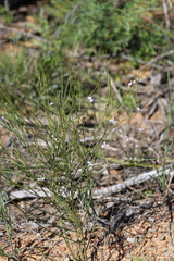 Comesperma scoparium