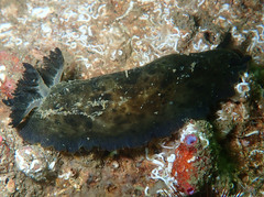 Dendrodoris temarana