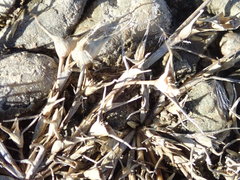 Sporobolus aculeatus