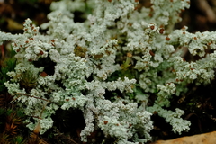 Stereocaulon paschale