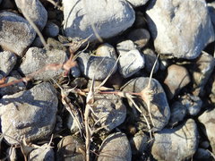 Sporobolus aculeatus