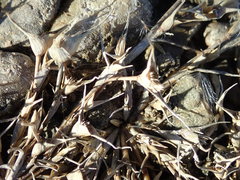 Sporobolus aculeatus