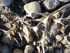 Sporobolus aculeatus