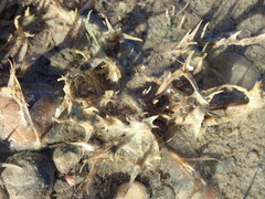 Sporobolus aculeatus