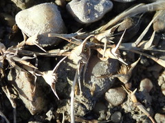 Sporobolus aculeatus