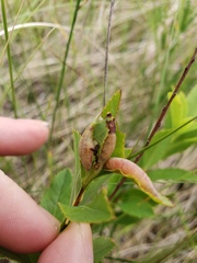 Dasineura salicifoliae