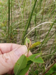 Dasineura salicifoliae