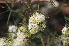 Grevillea biternata