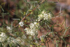 Grevillea biternata