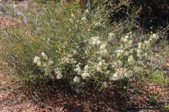 Grevillea biternata