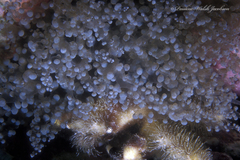 Laviactis lucida