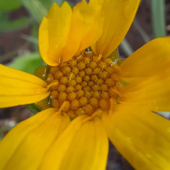 Calea multiplinervia