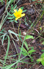 Calea multiplinervia