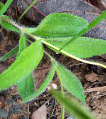 Calea multiplinervia