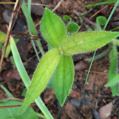 Calea multiplinervia