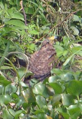 Buteogallus