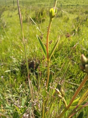 Chaetogastra gracilis