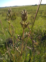 Chaetogastra gracilis