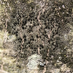 Amandinea polyspora
