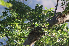Vireo cassinii