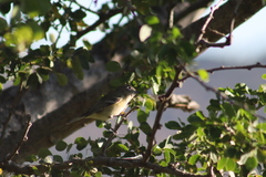 Vireo cassinii