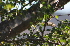 Vireo cassinii