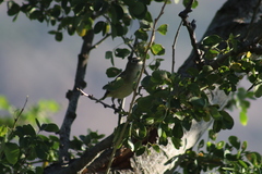 Vireo cassinii