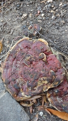 Ganoderma sessile