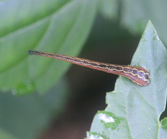 Haemadipsa crenata