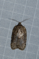 Acleris chalybeana