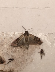 Plodia interpunctella