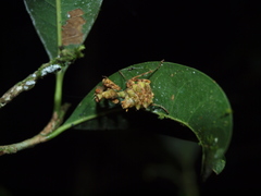 Callibia diana