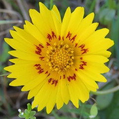Coreopsis nuecensis