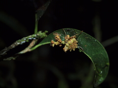 Callibia diana